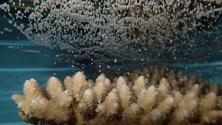 The picture shows a spawning stony coral. Thousands of small eggs float above the coral in the water.