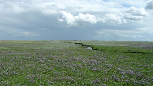 Salt marsh with flowering sea lavender.