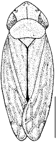 Sorhoanus xanthoneurus