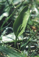Ophioglossum vulgatum - Gewhnliche Natternzunge