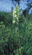 Plathanthera bifolia - Weie Waldhyazinthe