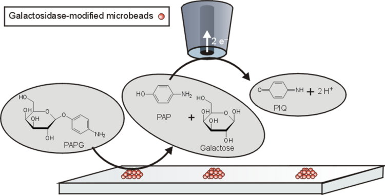 Scheme for the detection of the activity of galactosidase