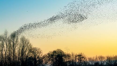 The question of how animals manage to navigate over long distances has long been a subject of research at the University of Oldenburg. The university has now been given the go-ahead to submit an application for a Cluster of Excellence on this topic. istock / AGD Beukhof 