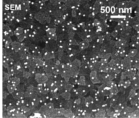 Mikroskopaufnahme von Nanopartikeln auf einer Oberfläche