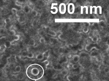 Mikroskopaufnahme der Kavitäten, Skalierungsbalken 500 Nanometer