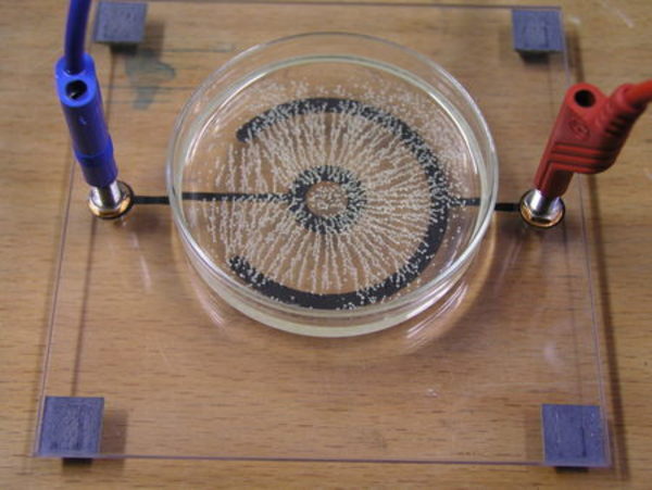 Foto von Gries in Öl in einer radialen Konfiguration des elektrischen Feldes.