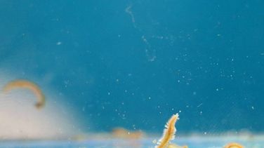 Das Bild zeigt den Meeresborstenwurm Platynereis dumerilii in einem blauen Wasserbecken.
