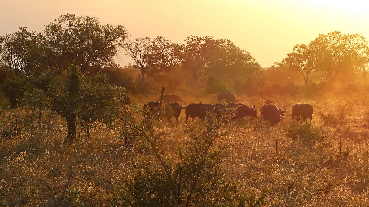 Safari Witwatersrand