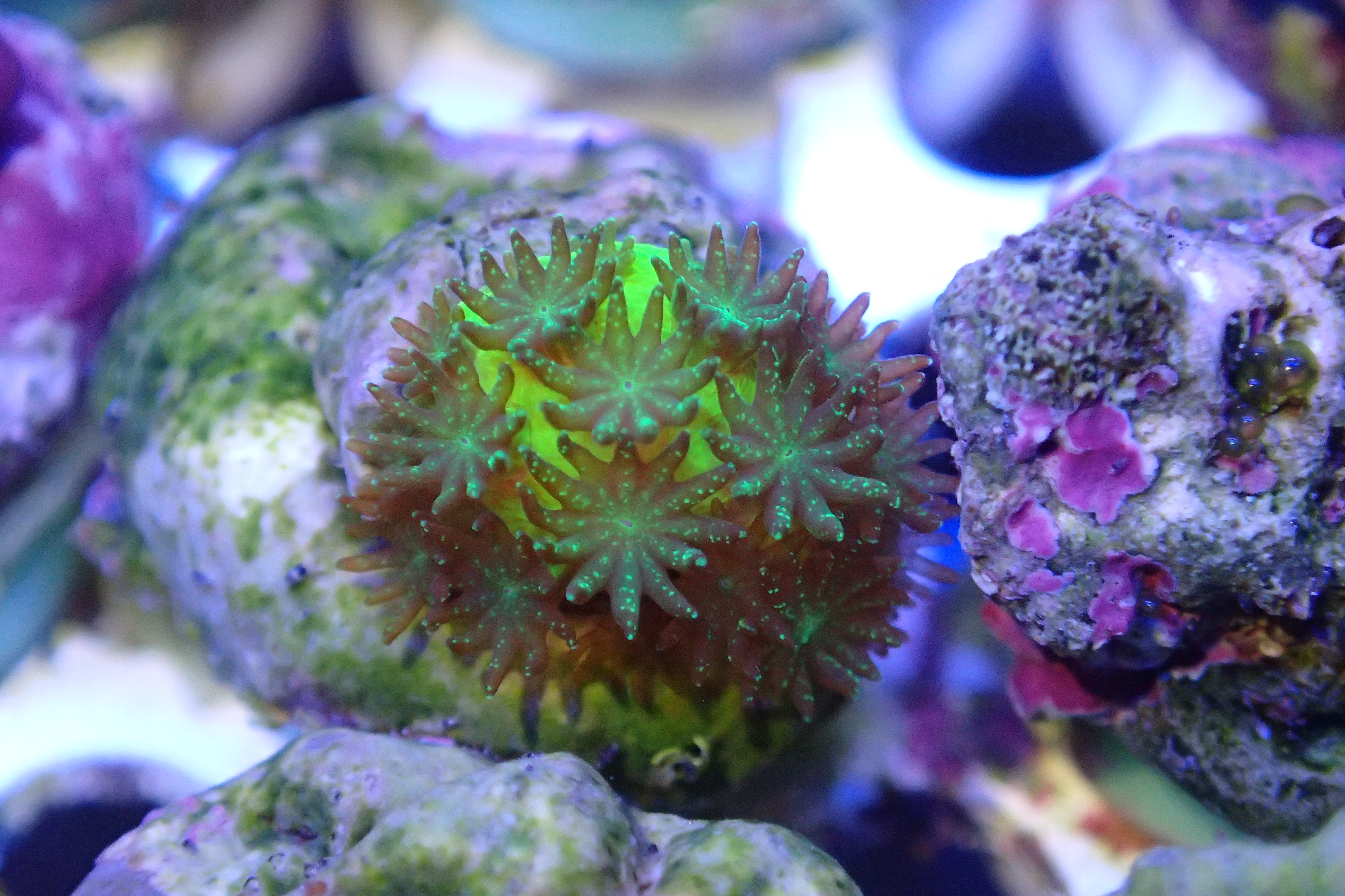 Das Bild zeigt eine Steinkoralle (Acropora millepora). Sie ist grünlich gefärbt. Auf ihrer Oberfläche befinden sich zahlreiche kleine Einzelpolypen, ebenfalls grünlich gefärbt.